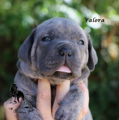 Les chiots de Cane Corso