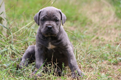 Les chiots de Cane Corso