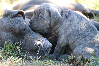 Les chiots de Cane Corso