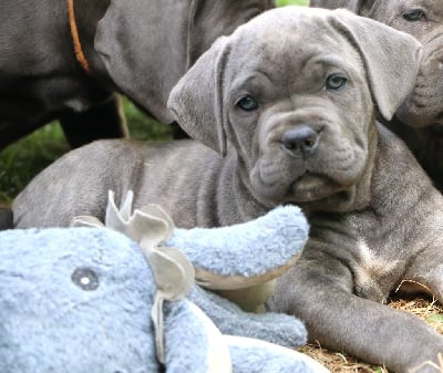 Les chiots de Cane Corso