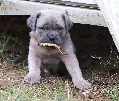 Les chiots de Cane Corso