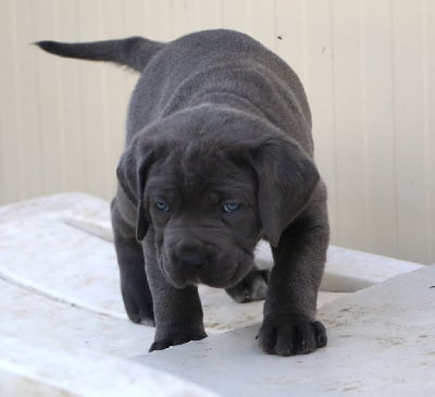 Les chiots de Cane Corso