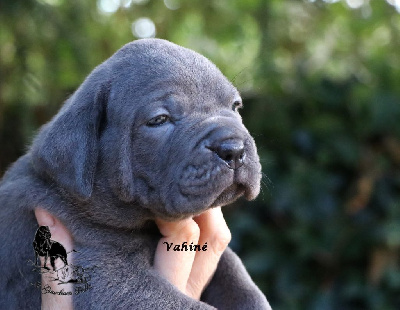 Les chiots de Cane Corso