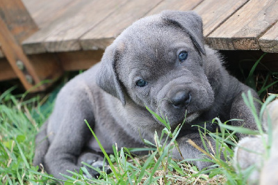 Les chiots de Cane Corso