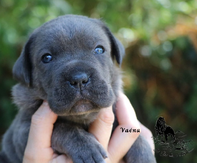 Les chiots de Cane Corso