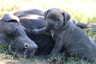 Les chiots de Cane Corso