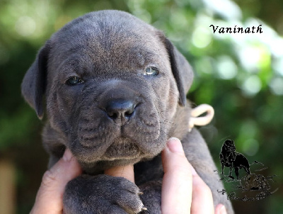 Les chiots de Cane Corso