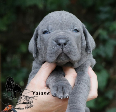 Les chiots de Cane Corso