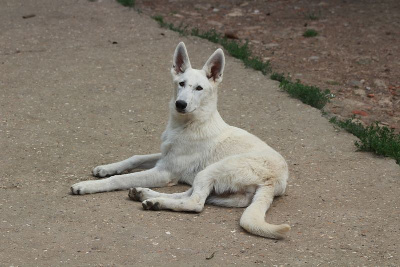 Les chiots de Berger Blanc Suisse