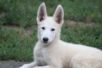 Les chiots de Berger Blanc Suisse