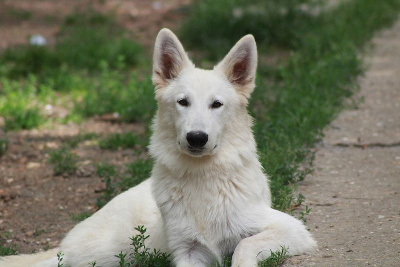 Les chiots de Berger Blanc Suisse