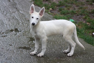 Les chiots de Berger Blanc Suisse