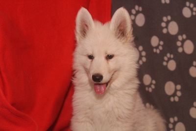 Arès collier violet - Berger Blanc Suisse