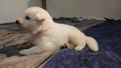 Les chiots de Berger Blanc Suisse