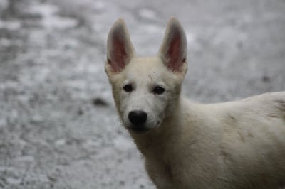 Les chiots de Berger Blanc Suisse