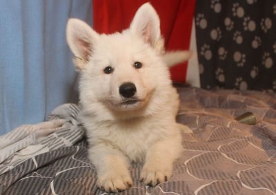 Les chiots de Berger Blanc Suisse