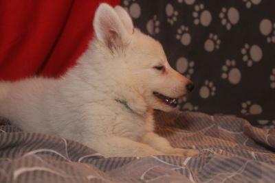 Aîka collier bleu - Berger Blanc Suisse