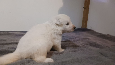 Les chiots de Berger Blanc Suisse