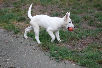 Les chiots de Berger Blanc Suisse