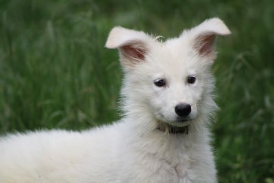 Vicky - Berger Blanc Suisse