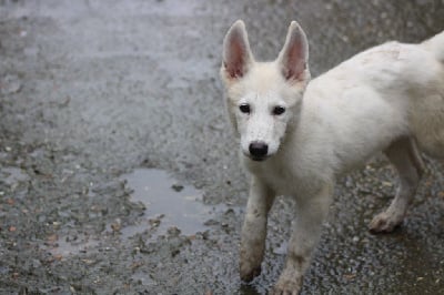 Les chiots de Berger Blanc Suisse