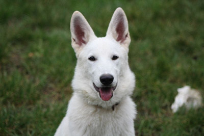 Les chiots de Berger Blanc Suisse