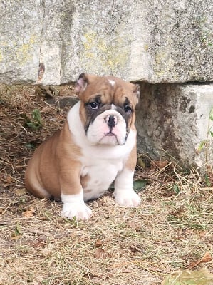 Les chiots de Bulldog Anglais