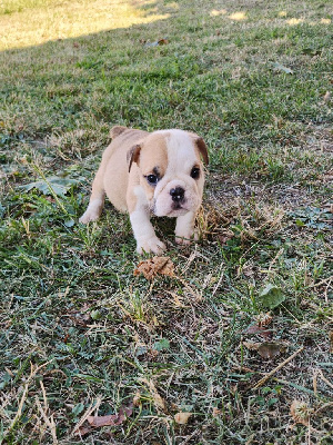 Les chiots de Bulldog Anglais