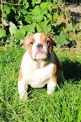 Les chiots de Bulldog Anglais