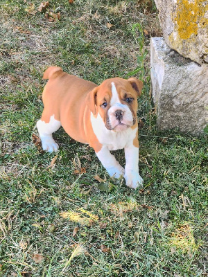 Les chiots de Bulldog Anglais