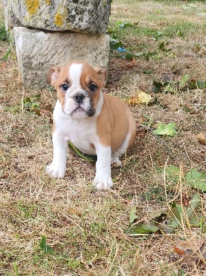 Les chiots de Bulldog Anglais