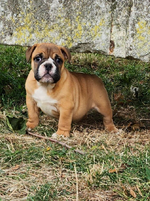 Les chiots de Bulldog Anglais