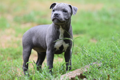 Les chiots de Staffordshire Bull Terrier