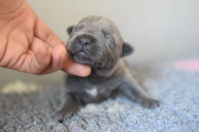 Les chiots de Staffordshire Bull Terrier