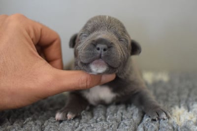 Les chiots de Staffordshire Bull Terrier