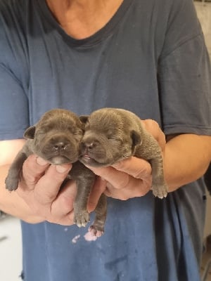 Les chiots de Staffordshire Bull Terrier