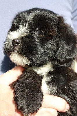 Les chiots de Terrier Tibetain