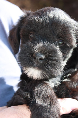 Les chiots de Terrier Tibetain