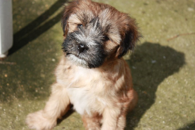 Les chiots de Terrier Tibetain