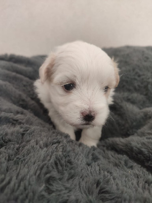 Les chiots de Coton de Tulear