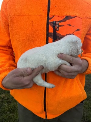 Les chiots de Setter Anglais