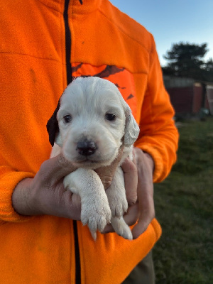 Les chiots de Setter Anglais