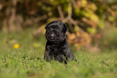 Les chiots de Staffordshire Bull Terrier