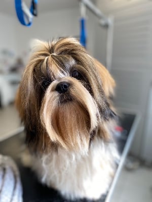 Les chiots de Shih Tzu