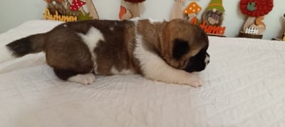 Les chiots de Akita americain