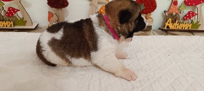 Les chiots de Akita americain