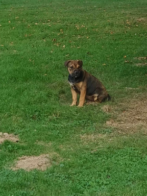 Les chiots de Dogue de Majorque