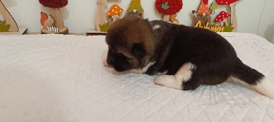 Les chiots de Akita americain