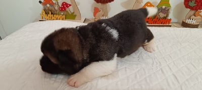 Les chiots de Akita americain