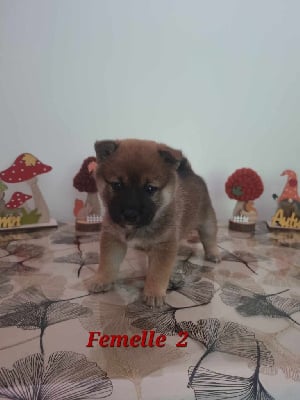 Femelle 2 - Shiba